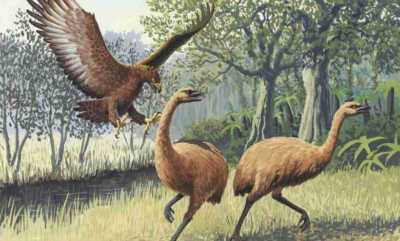 Burung Moa, Hewan Purba Raksasa yang Fosilnya Ditemukan di Selandia Baru