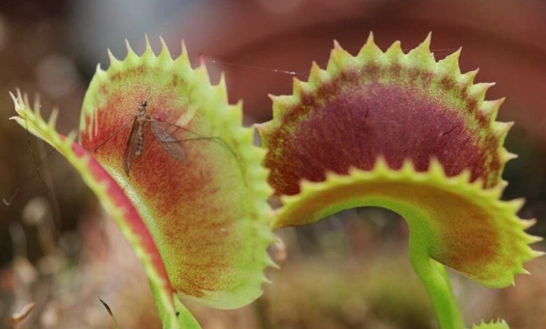 Jadi Pemakan Serangga, Tumbuhan Karnivora Venus Flytrap Bisa Kurangi Lalat di Rumah
