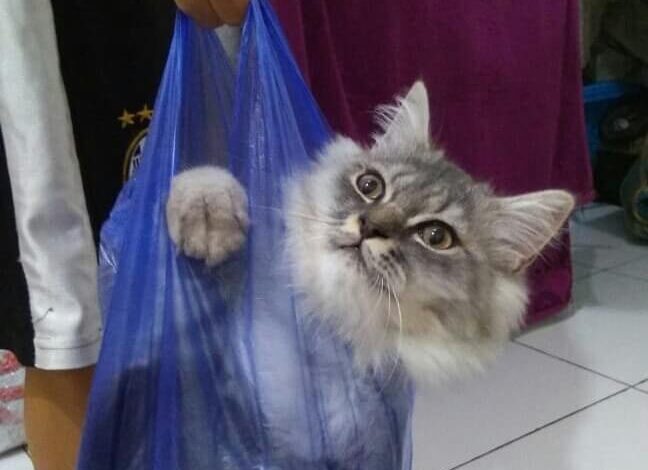 10 Potret Lucu Kucing Diplastikin ini Bikin Ngakak, Gemes Banget!