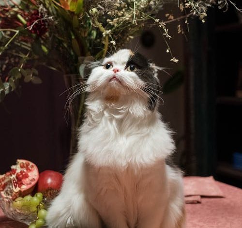 Rekomendasi Jenis Kucing yang Cocok Dipelihara. Berminat Mengadopsinya?