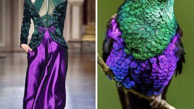 Ada Jamur hingga Kupu-Kupu