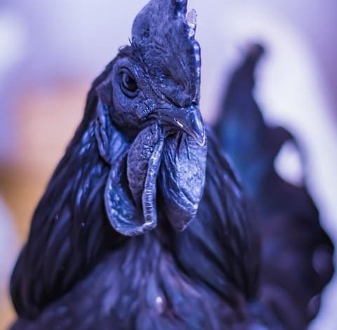 Dianggap Pembawa Sial, Ternyata Inilah 10 Fakta Unik Ayam Cemani